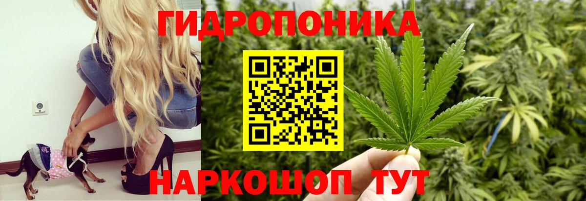 Бошки марихуана Amnesia  Вход с VPN  Шишки марихуана Bruce Banner  Сегежа  Конопля тримм 